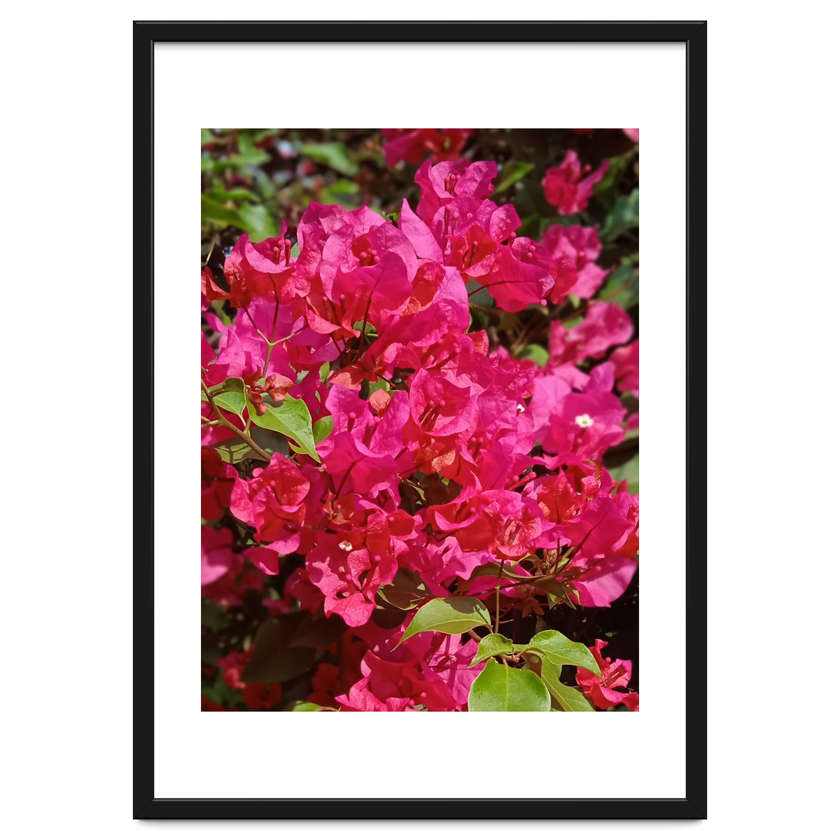 Pink Bougainvillea Flowers