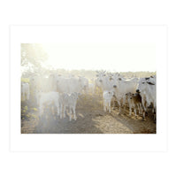 LIVING TOGETHER - WHITE COWS FAMILY (Print Only)