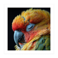 Close Up Of A Sleeping Sun Conure Parrot (Print Only)