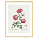 John Edwards – Larger Provence Rose (1770–1775) thumbnail