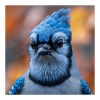 Close Up Blue Jay Bird With Detailed Feathers (Print Only)