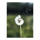 Dandelion Wish Photography (Print Only) thumbnail