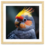 Cockatiel Parrot With Yellow Crest And Orange Cheeks thumbnail