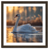 Majestic Swan Gliding On Water At Sunset thumbnail