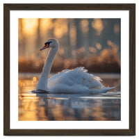 Majestic Swan Gliding On Water At Sunset