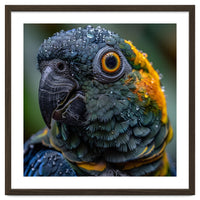 Close Up Of A Wet Macaw Parrot Head