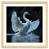 Majestic White Swan Spreading Wings On Water thumbnail