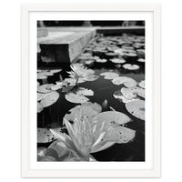 Lotus Pond | Black & White Portrait