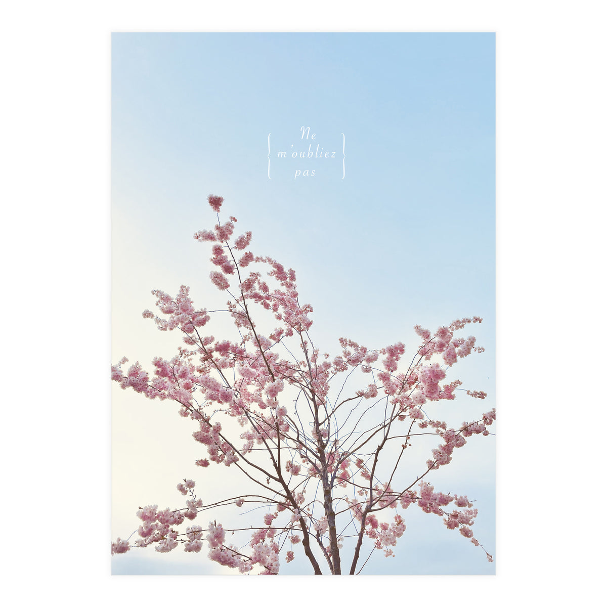 Sakura - cherry blossom (Print Only)