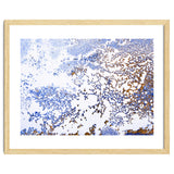 Coral Blooming thumbnail