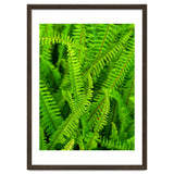 Green Ferns thumbnail