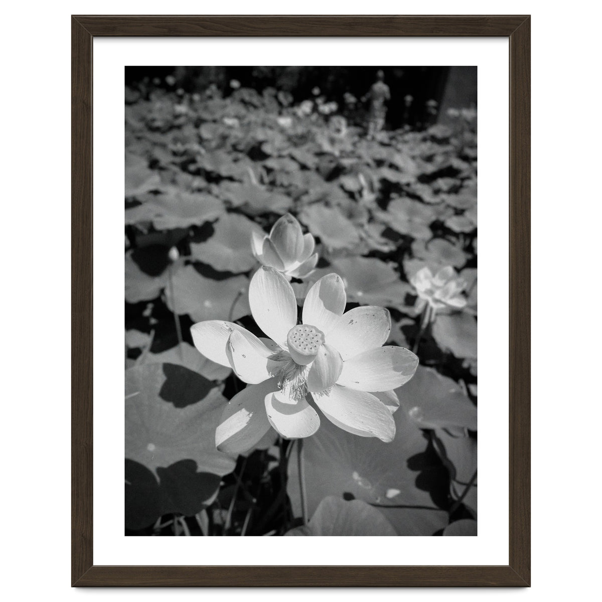 Hylas | Black & White