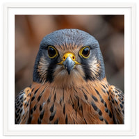 Close Up Kestrel Falcon Bird Portrait Majestic