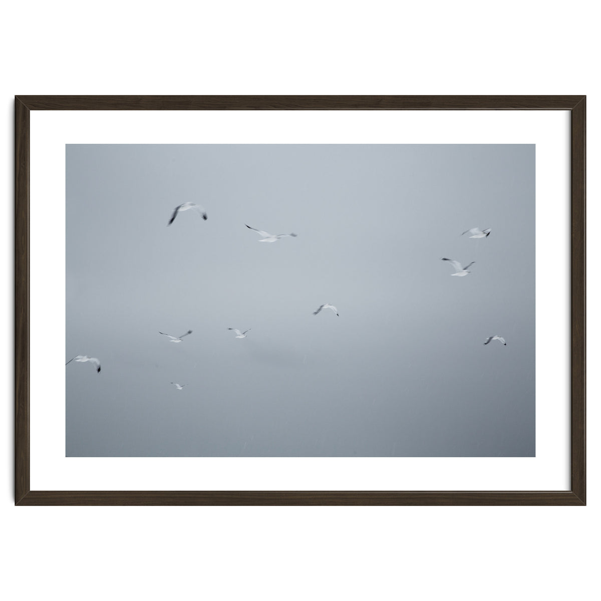 Flying seagulls in the winter sky