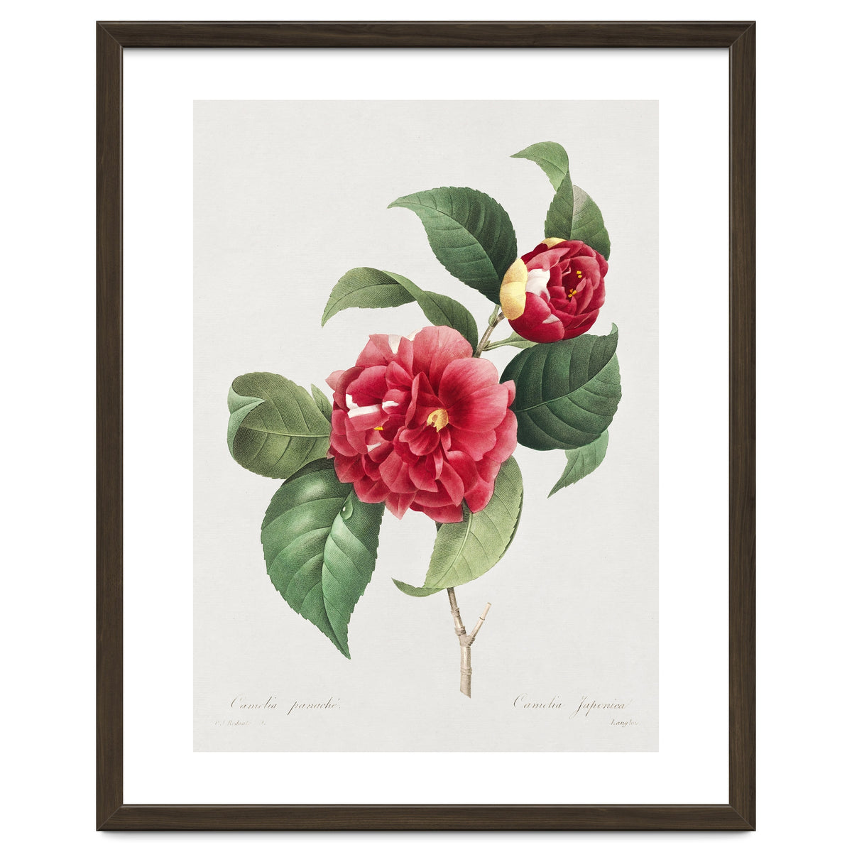 Pierre-Joseph Redouté – Finest Flowers and Fruits (1833)