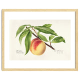 Royal Charles Steadman – Peach Twig (Prunus persica) (1918) thumbnail