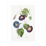 Pierre-Joseph Redouté & Henry Joseph Redouté – Star-Glory Morning-Glory (1827) (Print Only) thumbnail