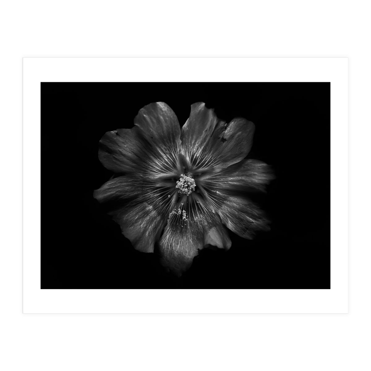 Backyard Flowers In Black And White 22 (Print Only)
