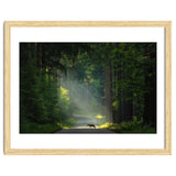 Wolf in the Netherlands thumbnail