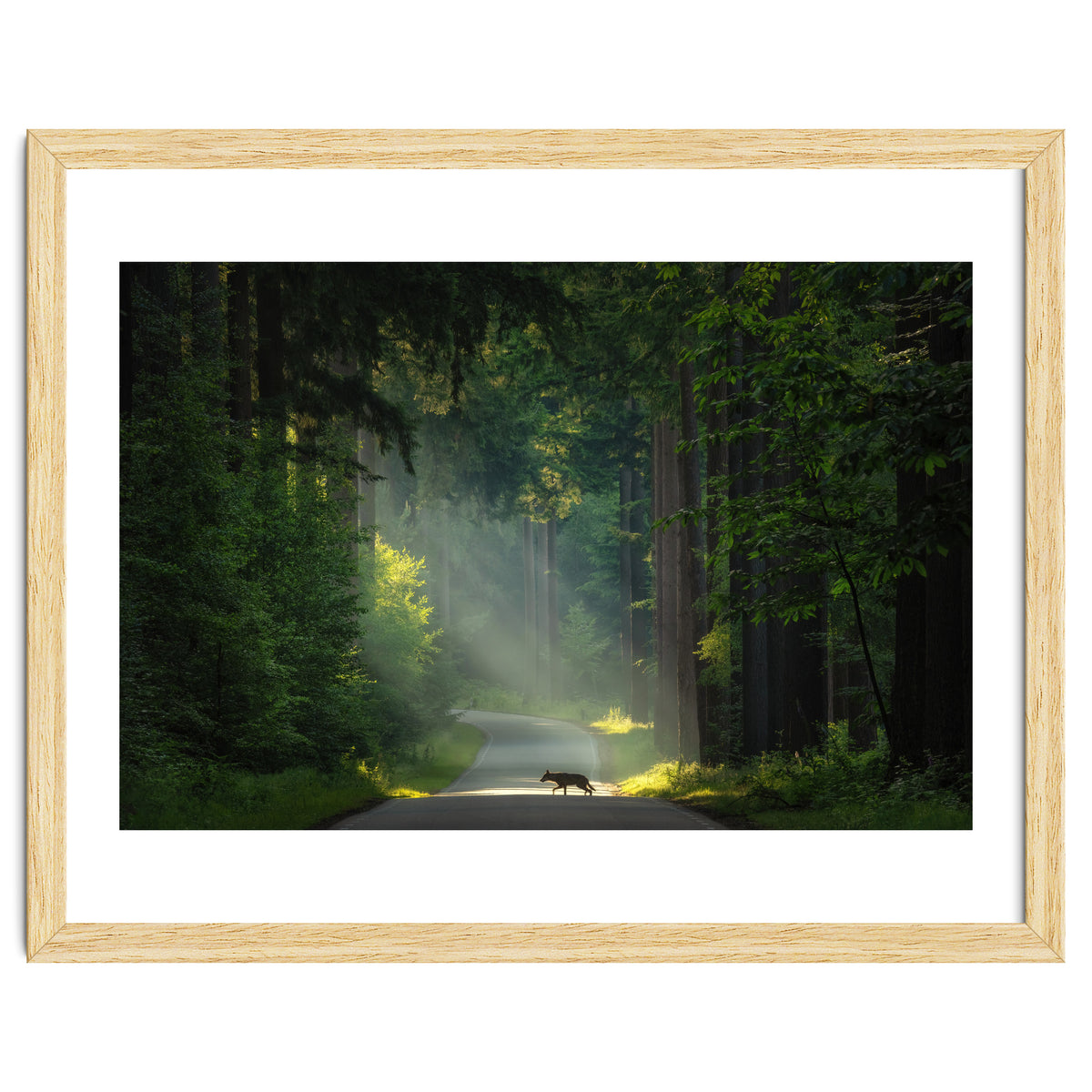 Wolf in the Netherlands