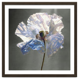 Shirley Poppy | Morning Silk thumbnail