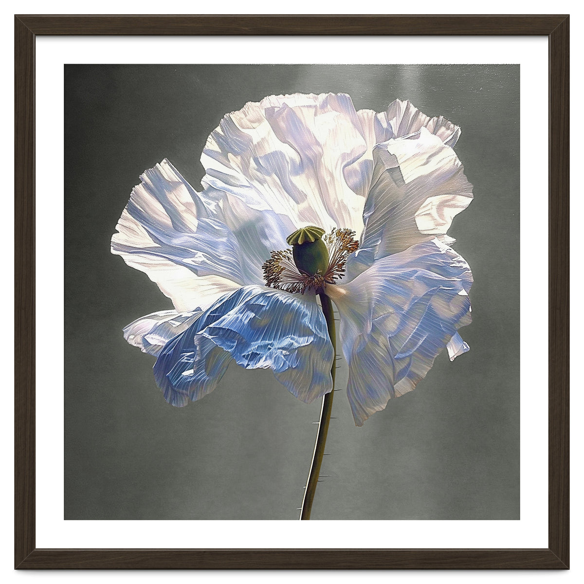 Shirley Poppy | Morning Silk