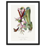 Paul Gervais – Hummingbird Painting (1842) thumbnail