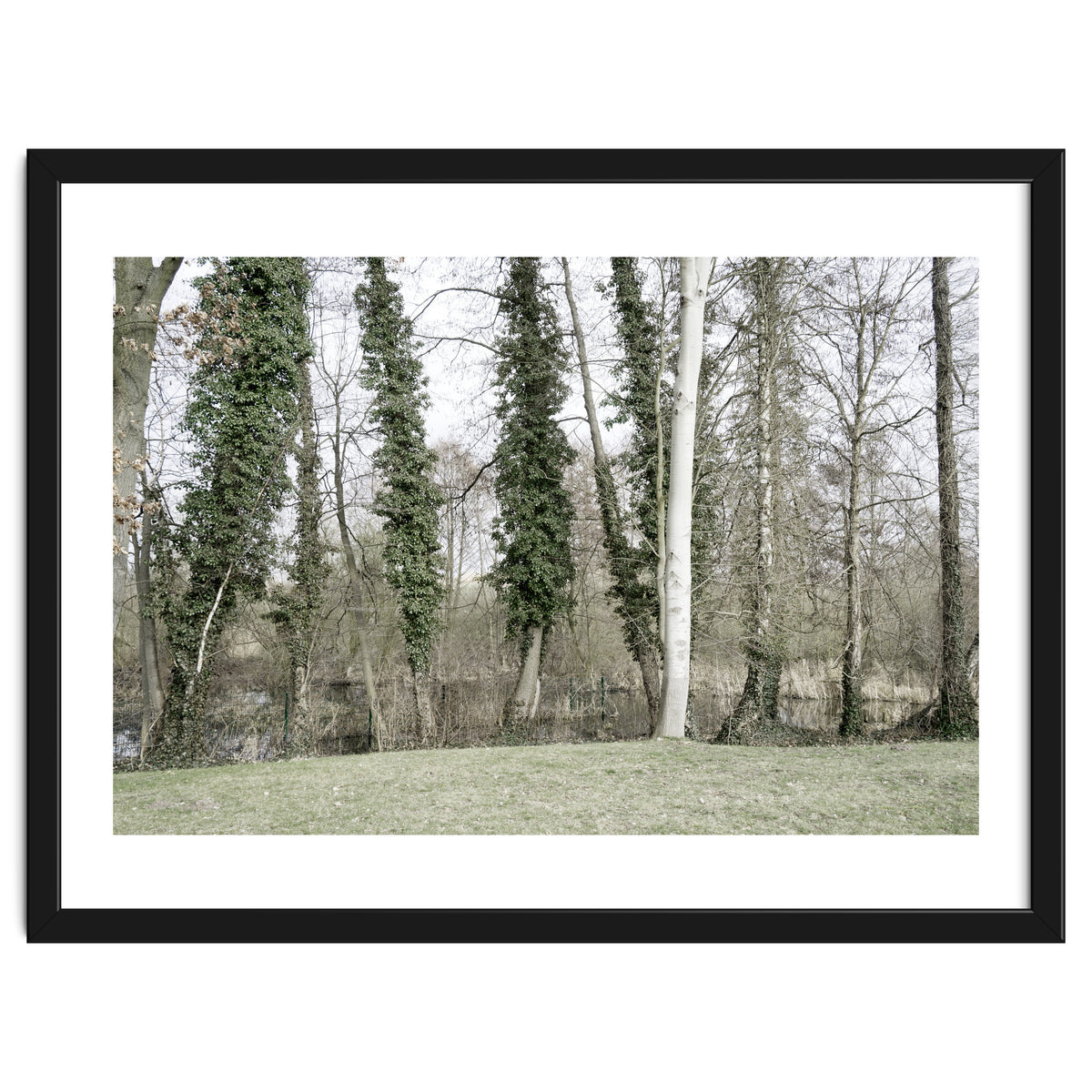 Sole white birch in the trees