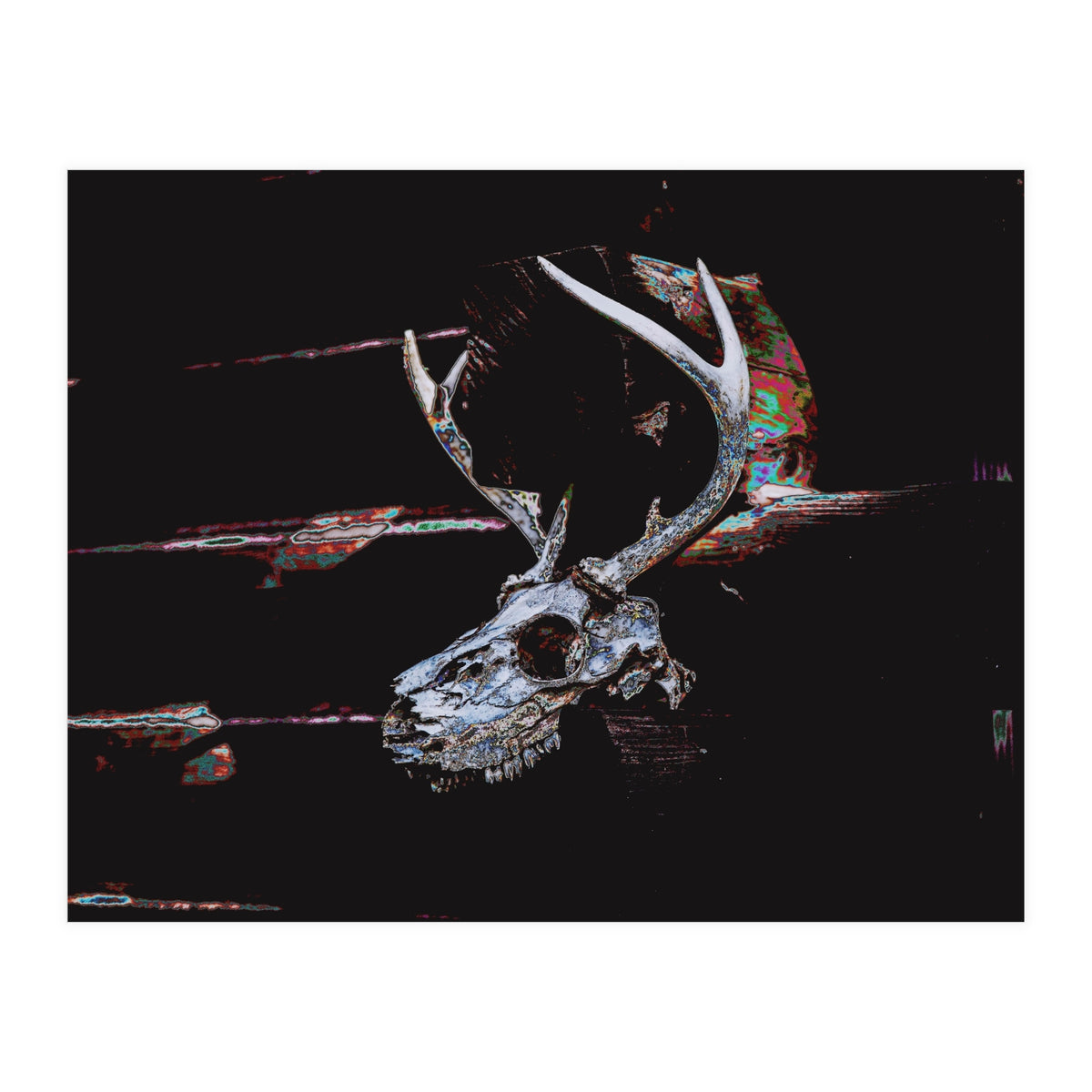Deer Skull (Print Only)