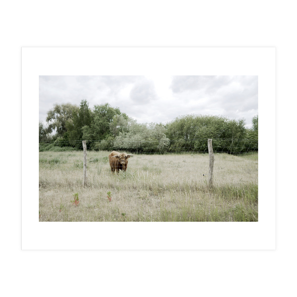 Cow in the farm (Print Only)