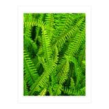 Green Ferns (Print Only) thumbnail