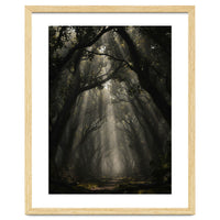 Enchanted Canopy: Mystical Forest Path