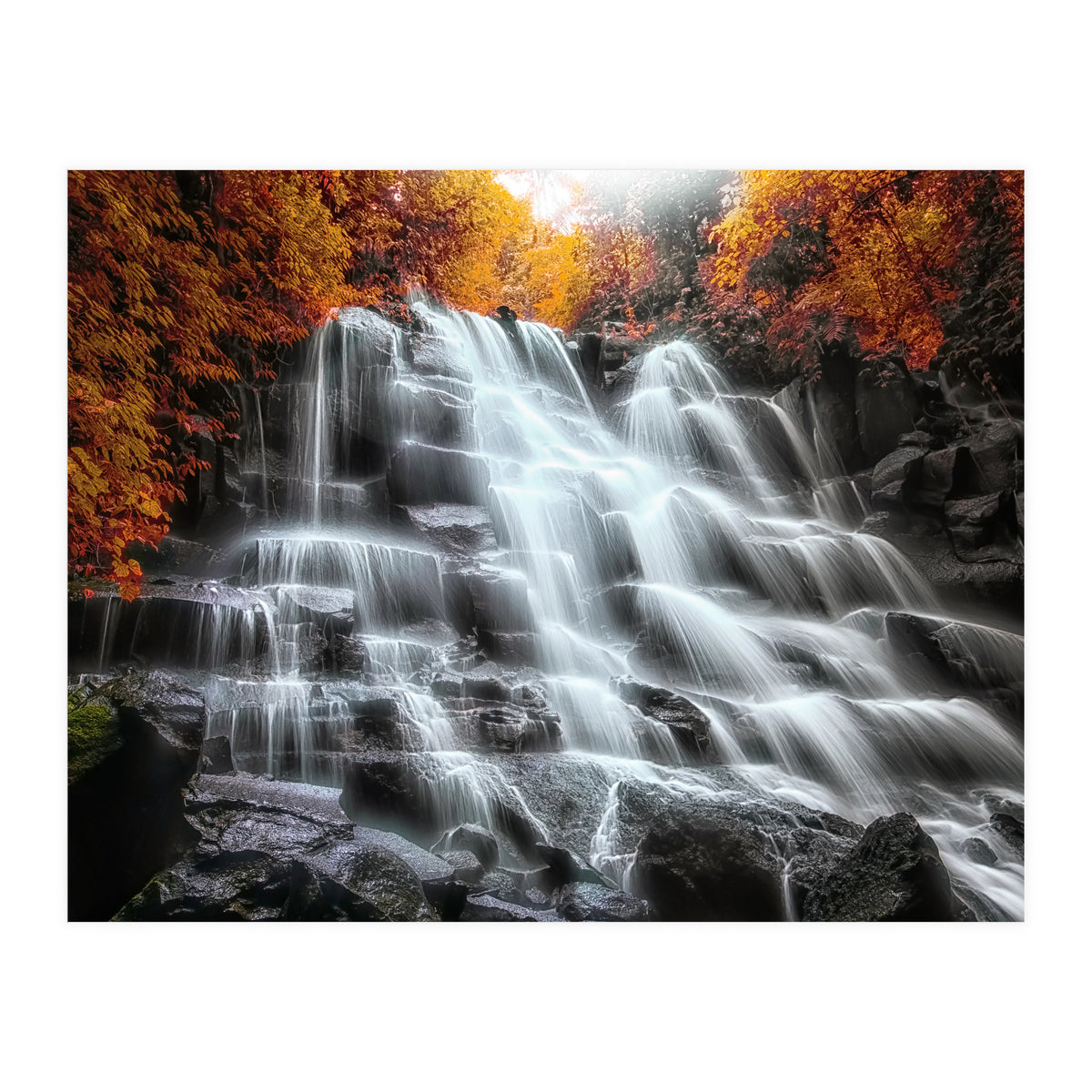 Into the woods (Print Only)