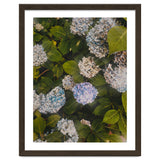 Hydrangeas | Portrait thumbnail