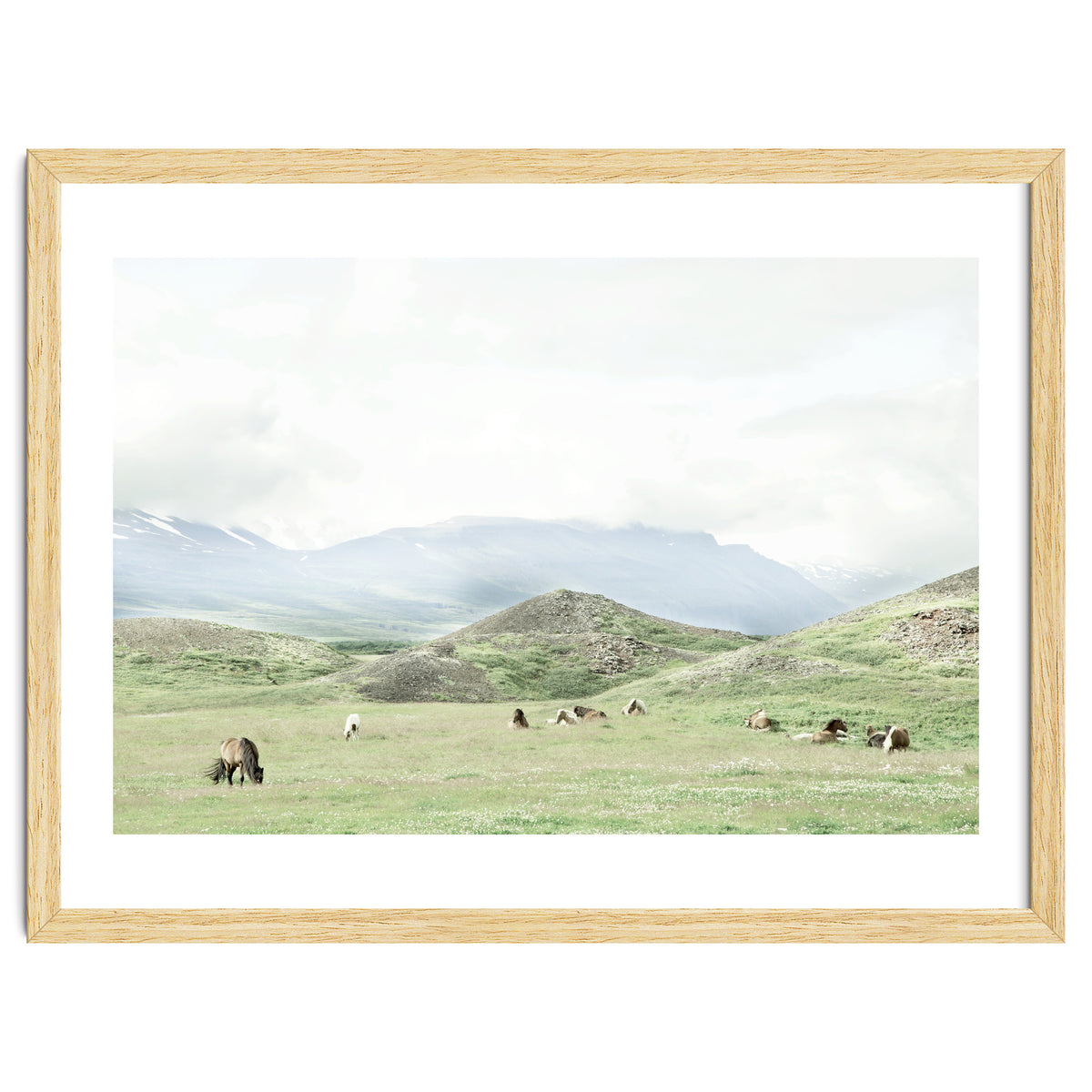 Relaxing horses on a sunny day calm field - Iceland