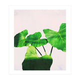 Taro Dimensionality (Print Only) thumbnail