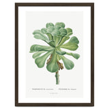 Pierre-Joseph Redouté – Sempervivum Canariense (1799) thumbnail