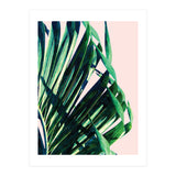 Palm V2 (Print Only) thumbnail