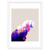 Macaw thumbnail