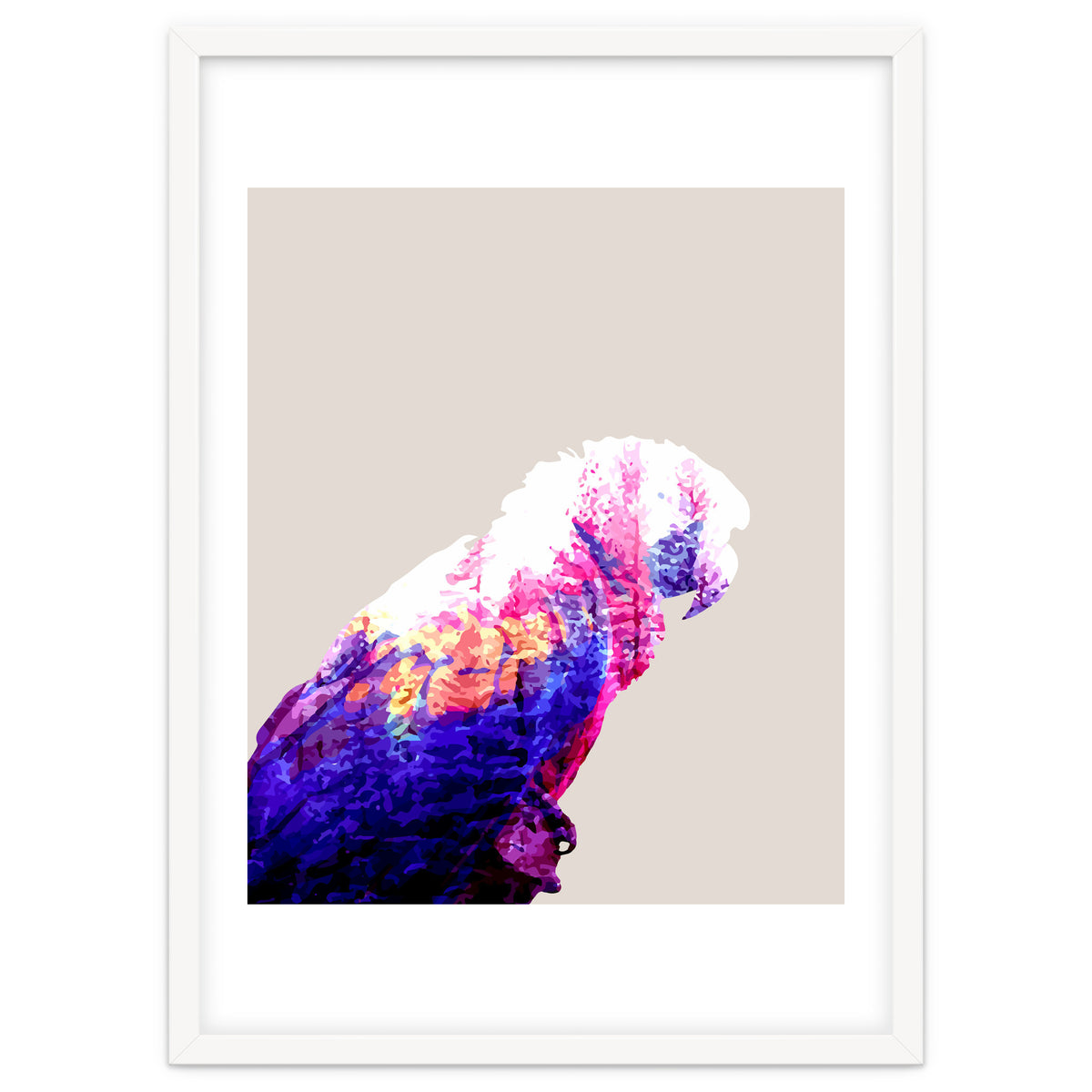 Macaw