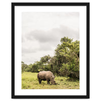 Rhino in Uganda