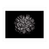 Backyard Flowers In Black And White No 79 (Print Only) thumbnail