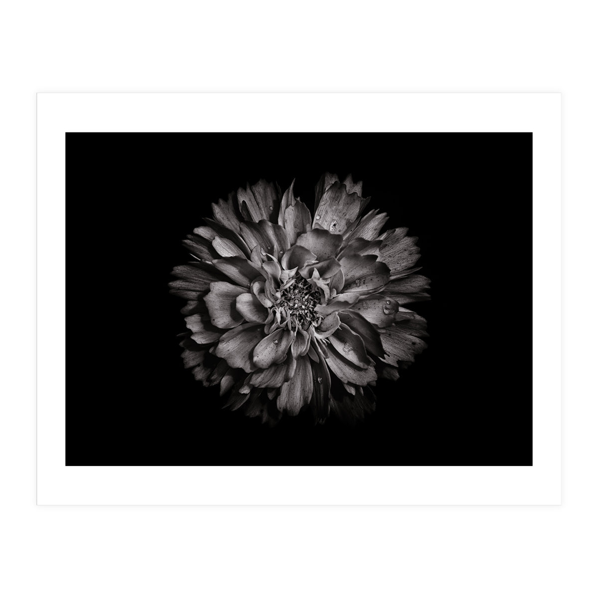 Backyard Flowers In Black And White No 79 (Print Only)
