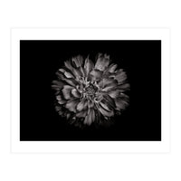 Backyard Flowers In Black And White No 79 (Print Only)