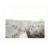 LIVING TOGETHER - WHITE COWS FAMILY (Print Only) thumbnail