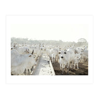 LIVING TOGETHER - WHITE COWS FAMILY (Print Only)