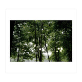 Light bulb among the trees in the summer forest (Print Only) thumbnail