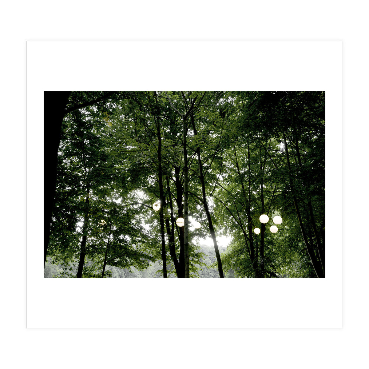 Light bulb among the trees in the summer forest (Print Only)