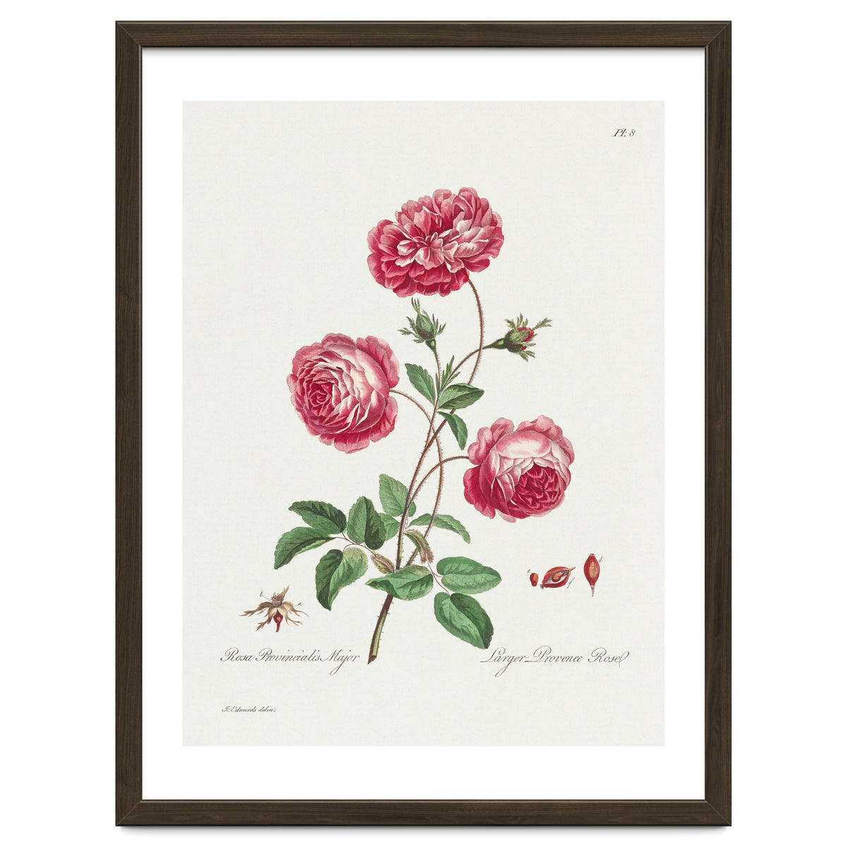 John Edwards – Larger Provence Rose (1770–1775)