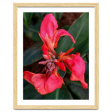 Red Indian Shot Flower thumbnail